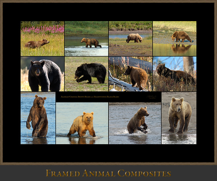 FramedAnimals