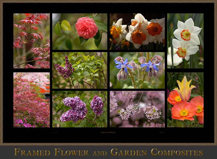 FramedFlowers