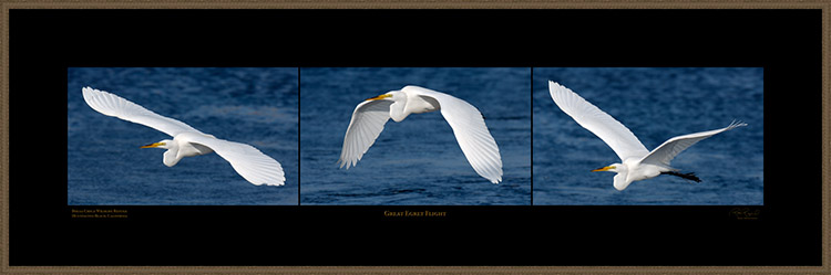 GreatEgret_Flight_s