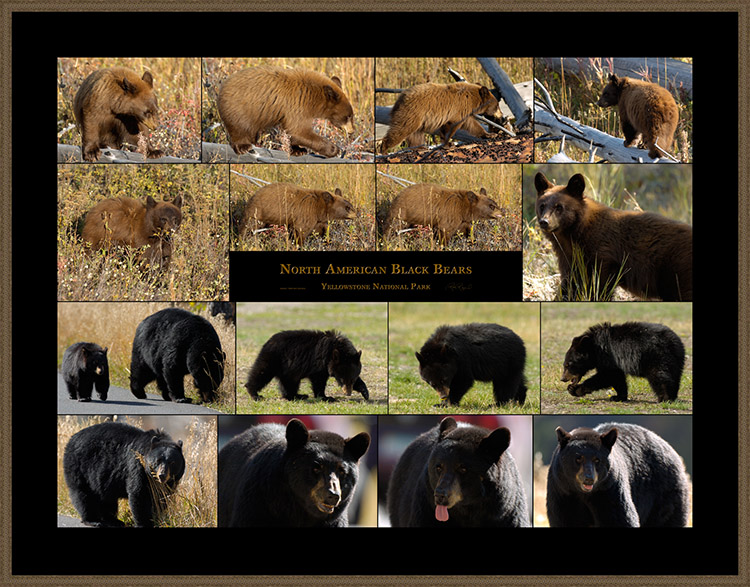 NorthAmericanBlackBears