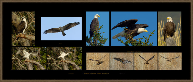 Raptors1_Harrier_Osprey_Eagle_s