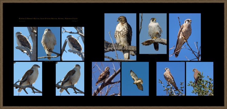 Raptors2_Kriders_LtJuvRedTail_Kestrel_Peregrine_s