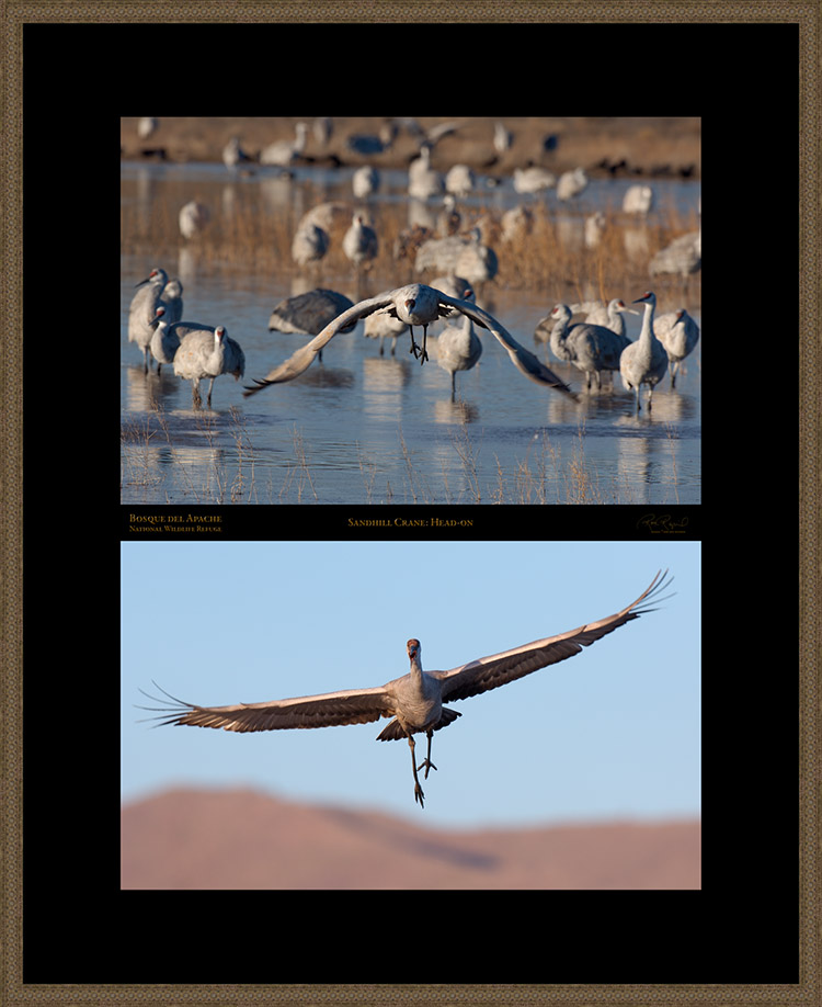SandhillCrane_Head-on_s