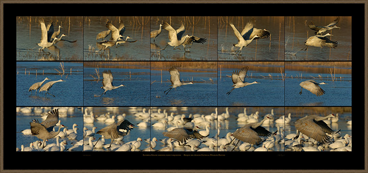 SandhillCrane_MorningFlyoutSequences_frmd