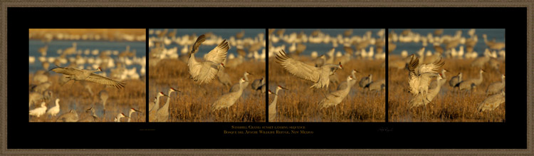 SandhillCrane_SunsetLanding_s