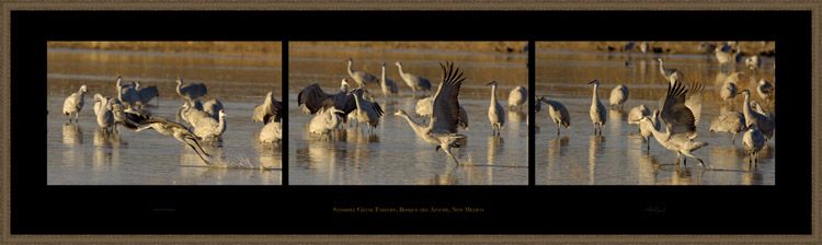 SandhillCrane_Takeoff_s