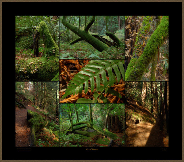MuirWoods_XXXLs