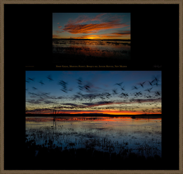 SnowGeese_MorningFlyout_s