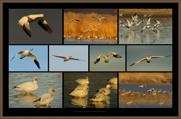 SnowGeese_s