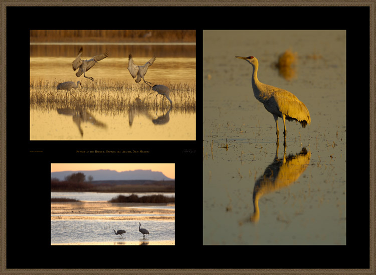 Sunset_at_theBosque_s