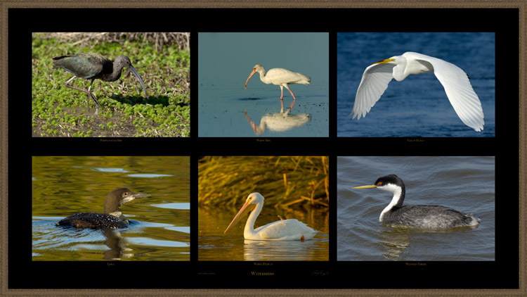 Waterbirds_s