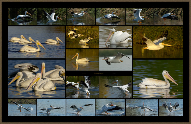 WhitePelicans_s