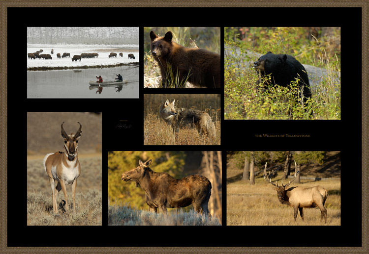 YellowstoneWildlife_s