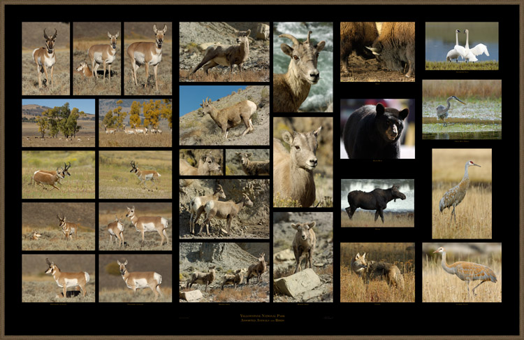 Yellowstone_AsstAnimals_s