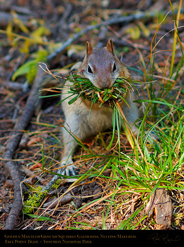 GoldenMantle_Nesting_TaftPointTrail_X6686s