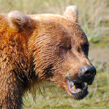 Grizzly_Snarl_X4053c