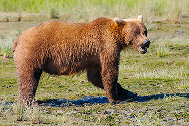 Grizzly_Snarl_X4053s