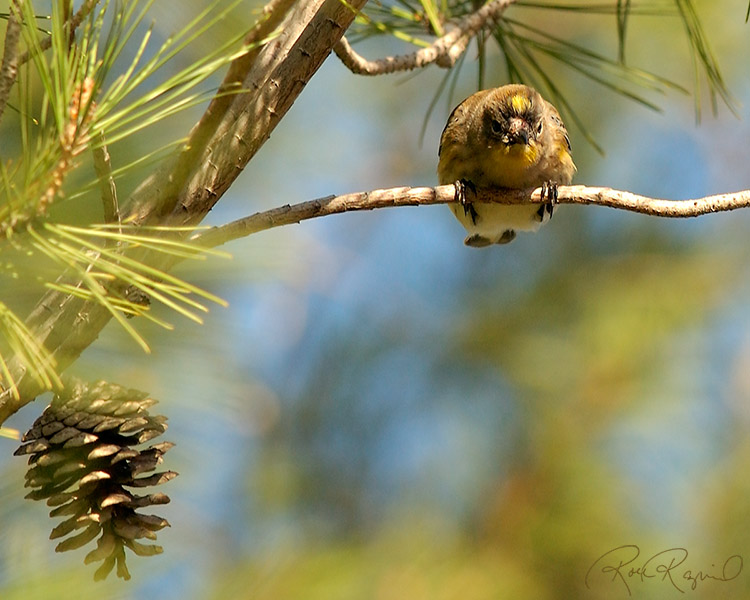 KillerAttack_Warbler_6910s