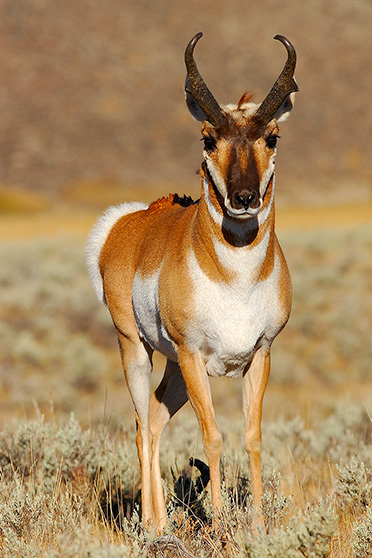 Pronghorn_0470s