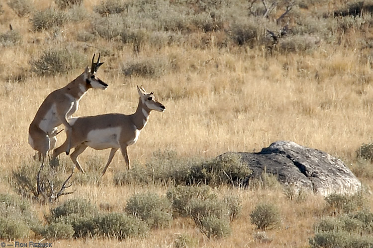 Pronghorn_sex_9288