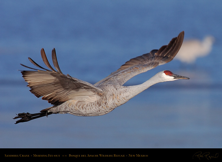 SandhillCrane_MorningFlyout_HS0725