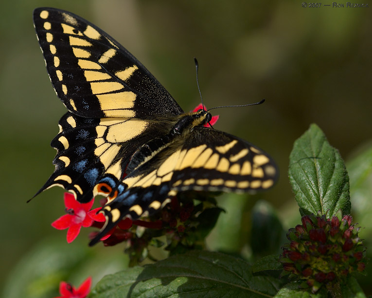 Anise_Swallowtail_X4356