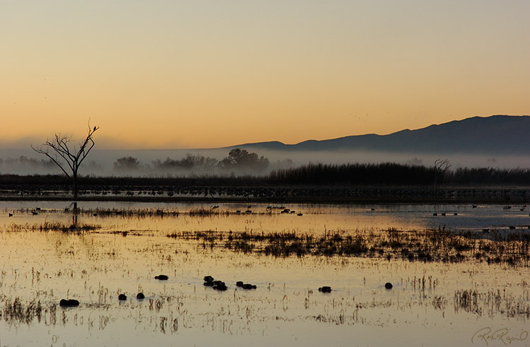 Bosque_Dawn_2739s