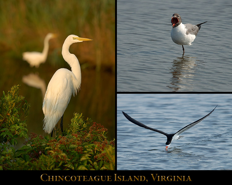 Chincoteague