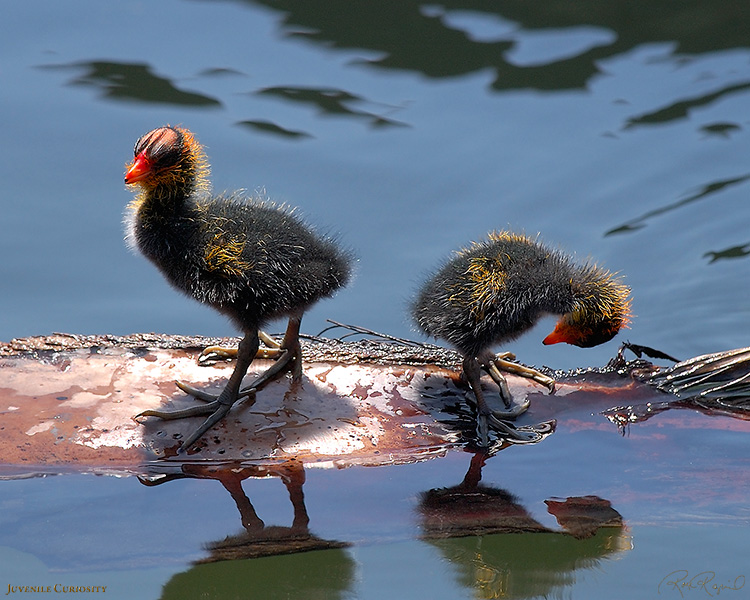 CootBabies_JuvenileCuriosity_4407