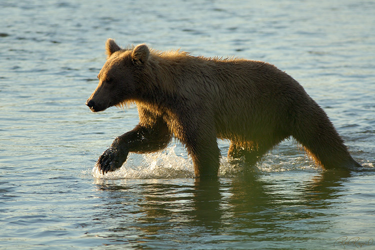 Grizzly_Fishing_X2931