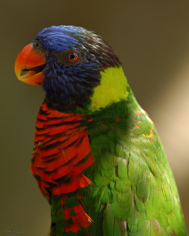 Lorikeet_X5782s