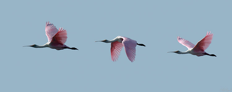 RoseateSpoonbill_Flight