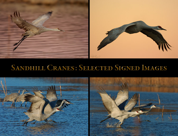 Sandhill_Select