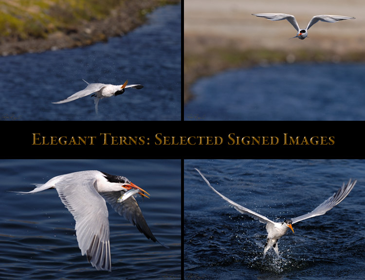 Terns_Select