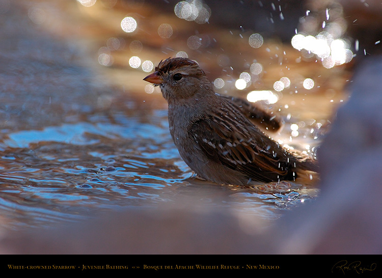 White-Crowned_Sparrow_Juvenile_Bathing_2121