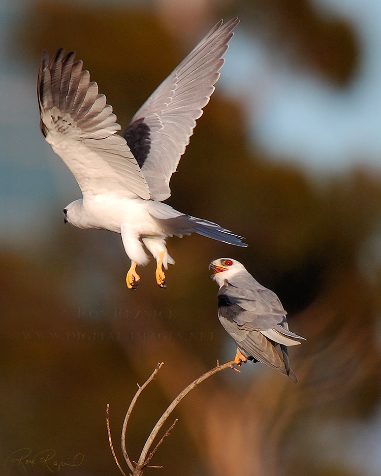 White-Tailed_Kite_Fly-by_HS6888c